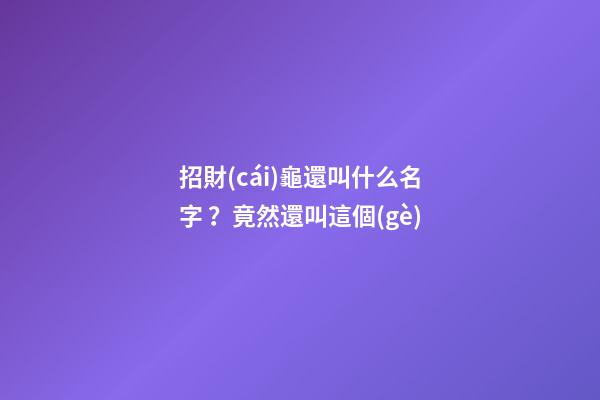 招財(cái)龜還叫什么名字？竟然還叫這個(gè)